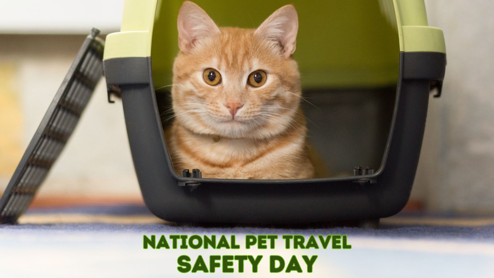 National Pet Travel Safety Day Tips and Tricks for StressFree Trips